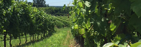 The biological cycle of the grape cluster