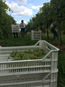 salatin-vini-news-la-festa-della-vendemmia
