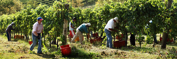 Grape harvest: harvesting grapes in the Salatin winery