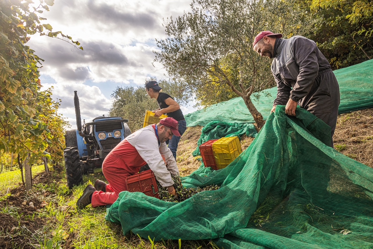 raccolta olive tonda di villa 2 raccolta olive tonda di villa 2