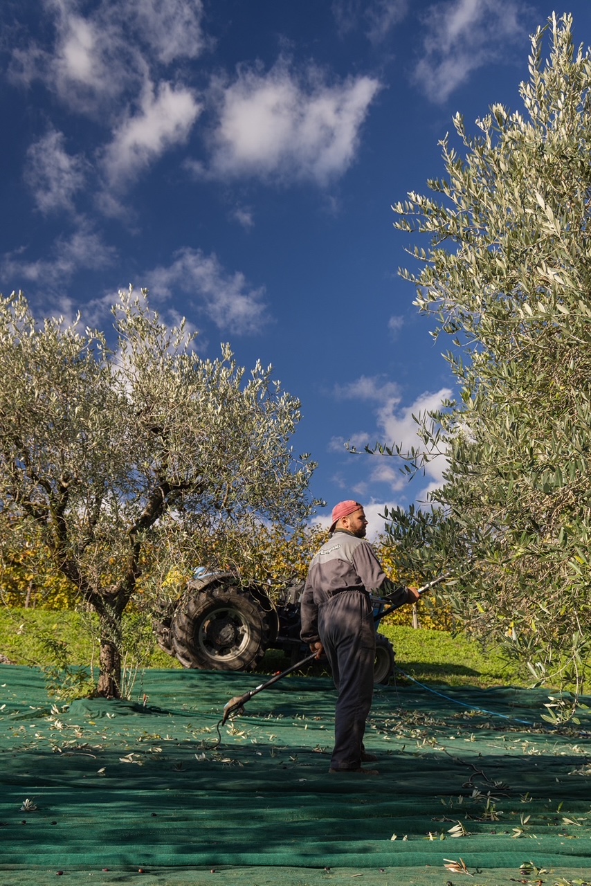 raccolta olive tonda di villa raccolta olive tonda di villa